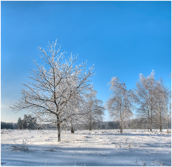 Фотографія ice tree / Kasabian / photographers.ua