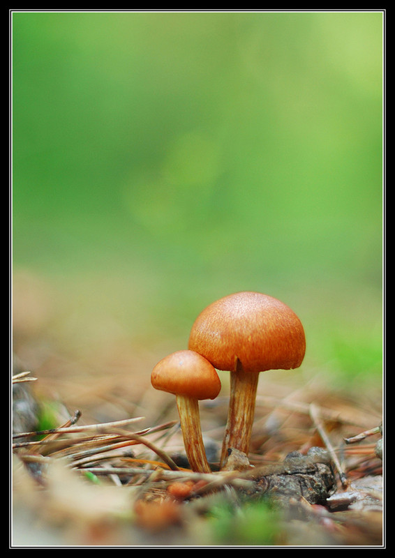 Фотографія Mushrooms / Kasabian / photographers.ua