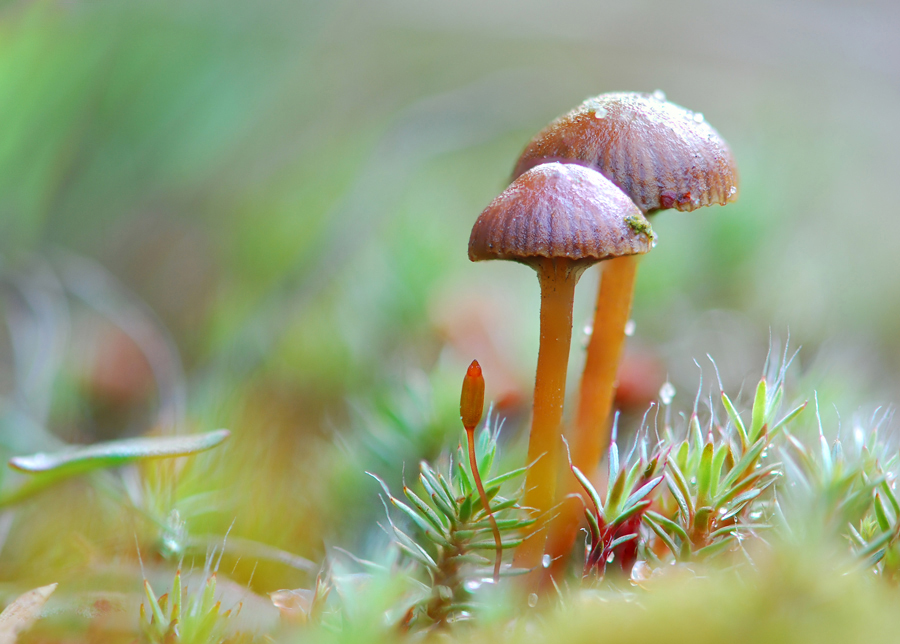 Фотографія Mushrooms / Kasabian / photographers.ua