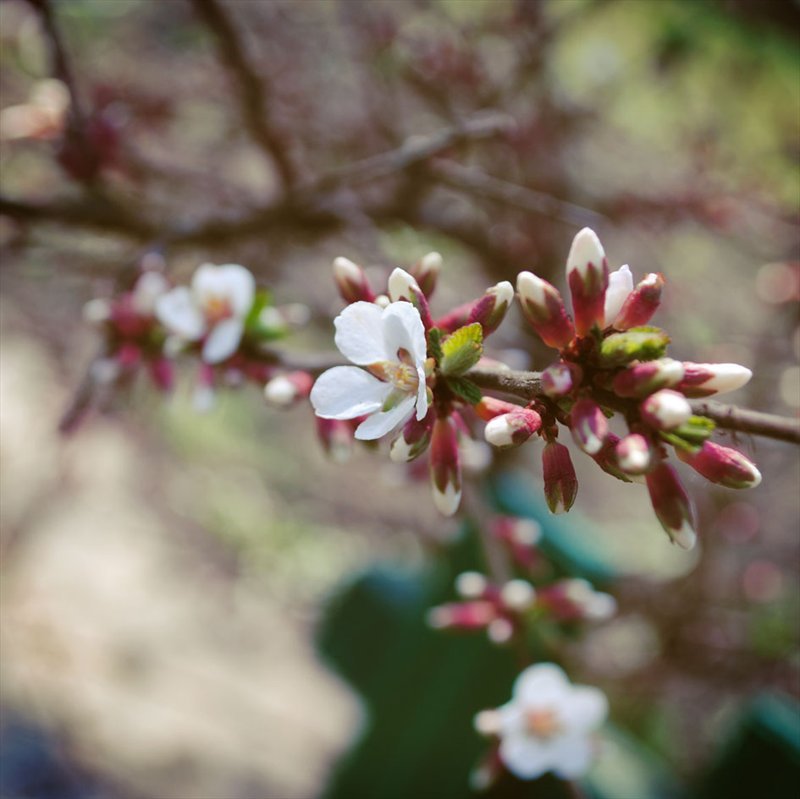 Фотографія .spring flowers. / Tanya Satanovska / photographers.ua