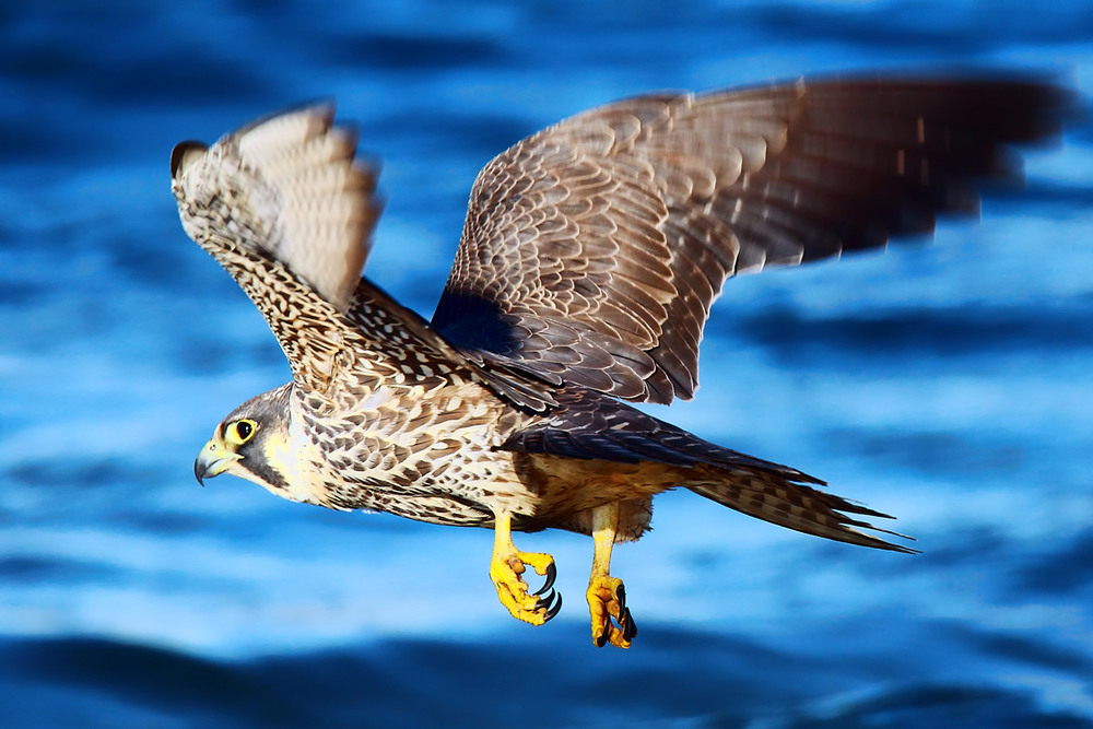 Фотографія Peregrine Falcon / Владимир Калиновский / photographers.ua