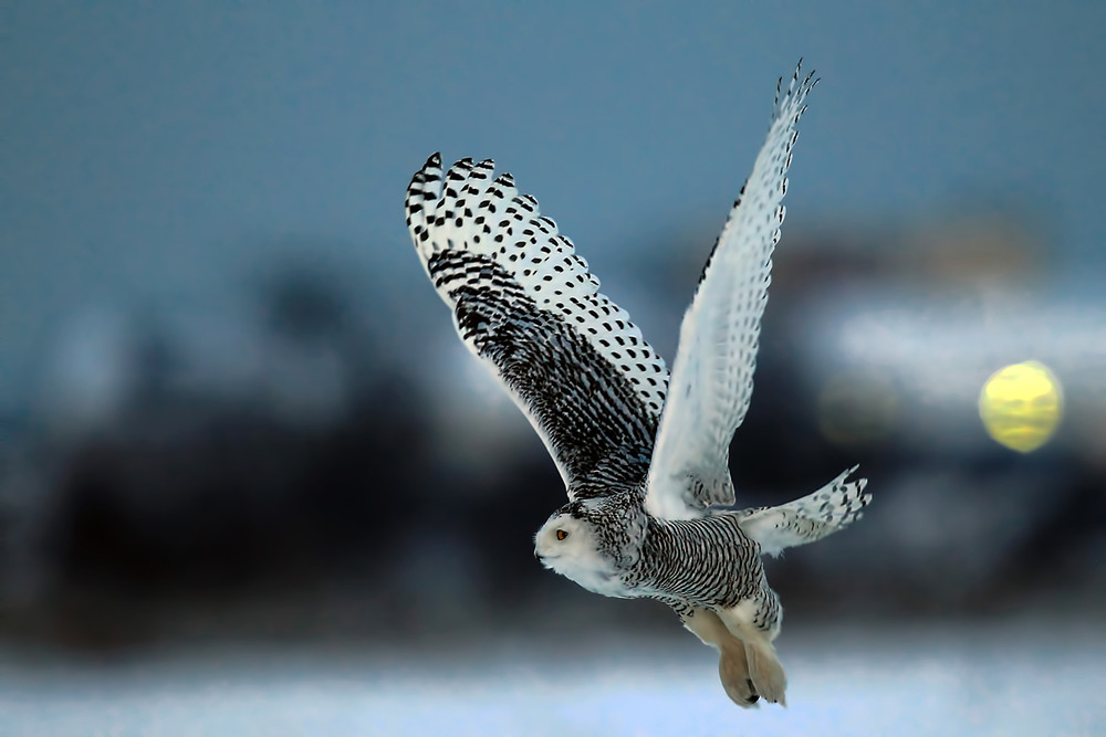Фотографія Snowy Owl / Владимир Калиновский / photographers.ua