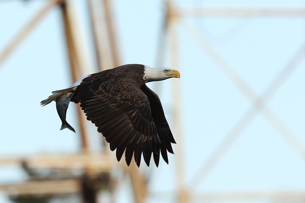 Фотографія Bald Eagle на фоне столбов высоковольной линии / Владимир Калиновский / photographers.ua