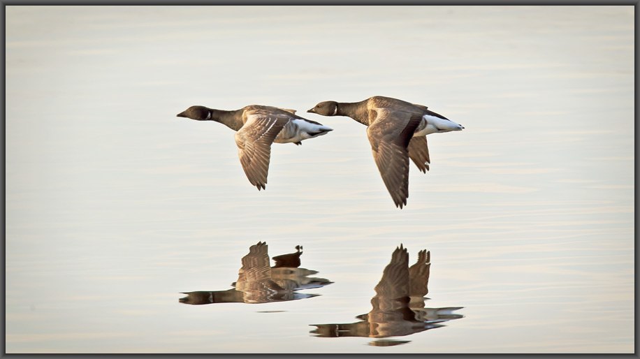 Фотографія Foie Gras. Две порции. / Владимир Калиновский / photographers.ua