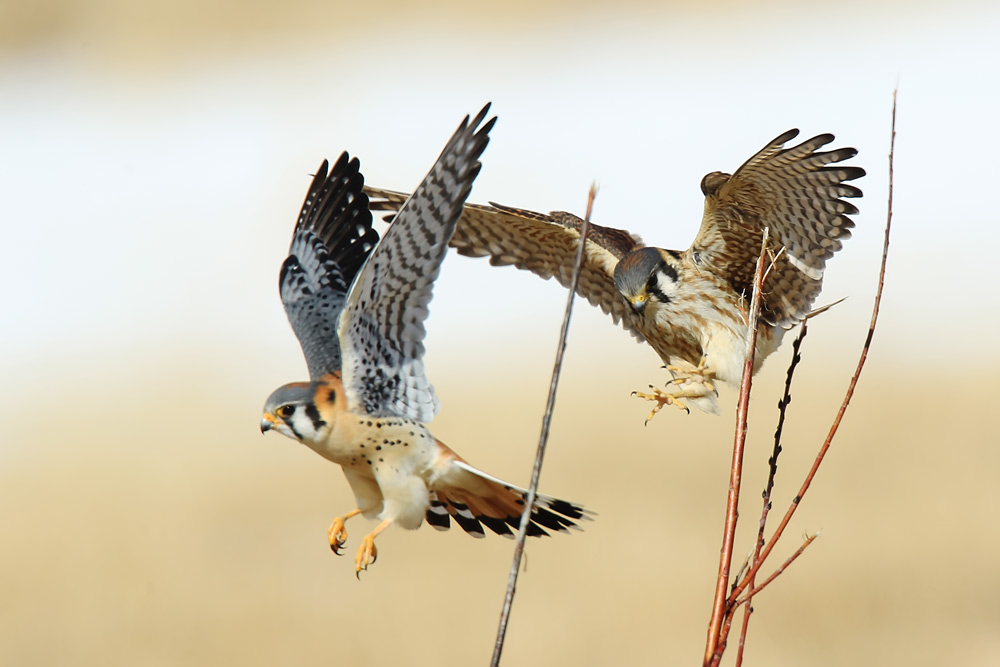 Фотографія Kestrel / Владимир Калиновский / photographers.ua