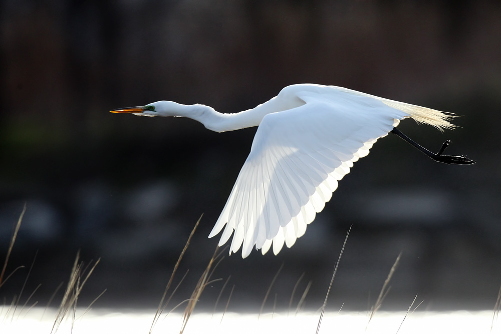 Фотографія Great White Egret / Владимир Калиновский / photographers.ua