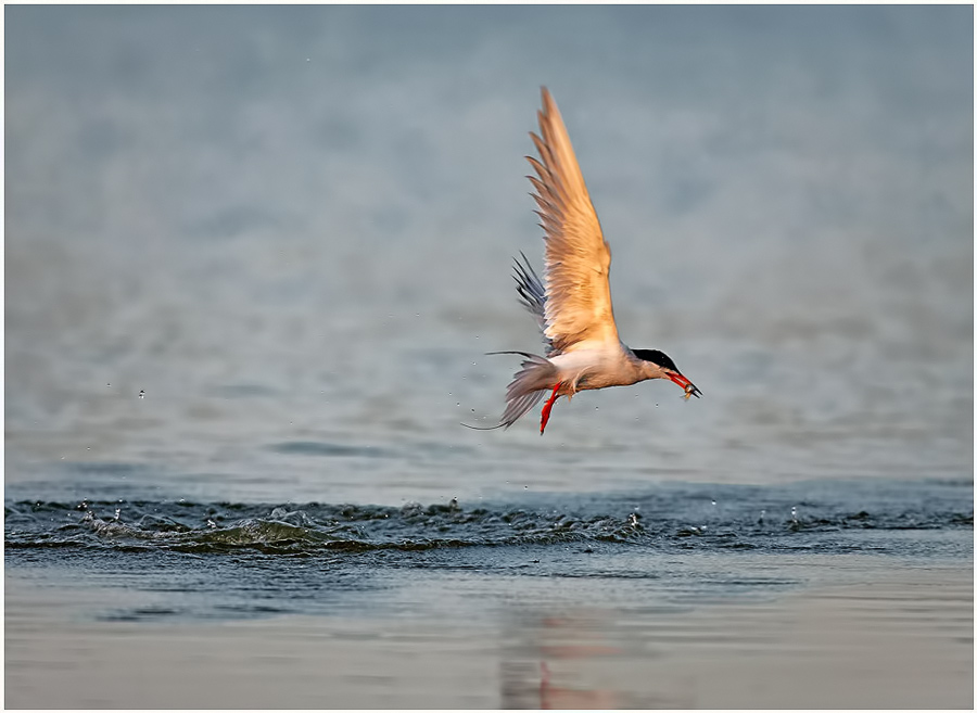 Фотографія Common Tern / Владимир Калиновский / photographers.ua