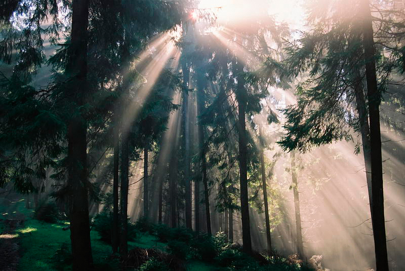 Фотографія Утро в еловом лесу / Віталій Ра / photographers.ua