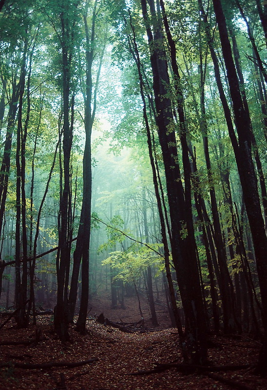 Фотографія В тёмно-синем лесу...:) / Віталій Ра / photographers.ua