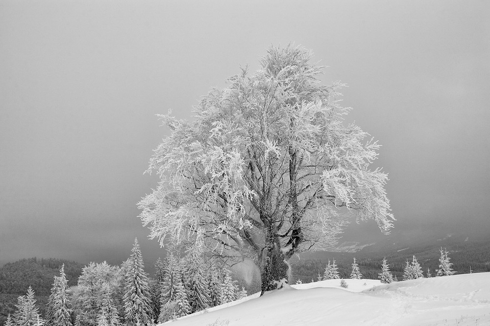 Фотографія Зимовий бук (2) / Віталій Ра / photographers.ua