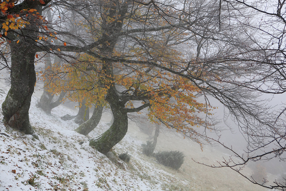 Фотографія Перший сніг / Віталій Ра / photographers.ua