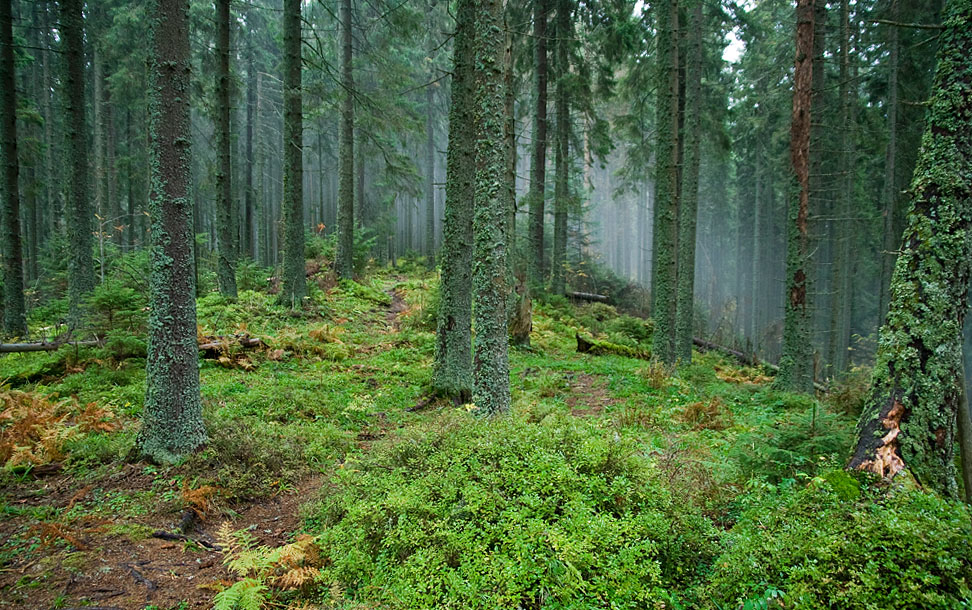 Фотографія Старий ліс / Віталій Ра / photographers.ua
