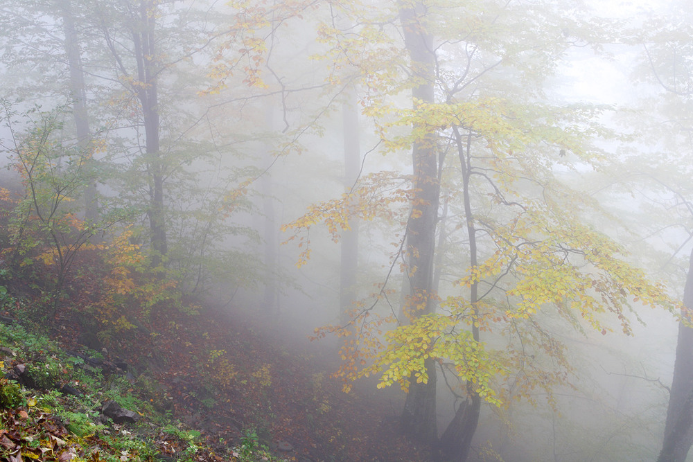 Фотографія Осінній туман / Віталій Ра / photographers.ua