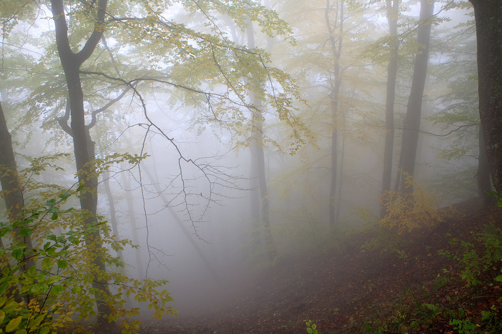 Фотографія Туман... / Віталій Ра / photographers.ua