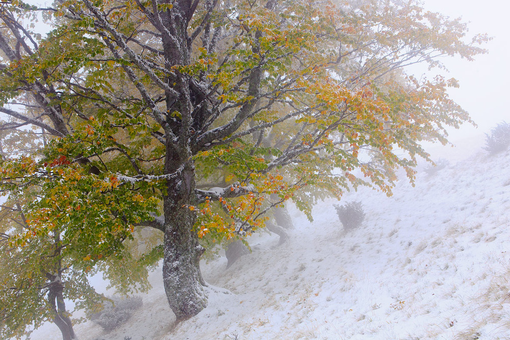 Фотографія Перший сніг / Віталій Ра / photographers.ua