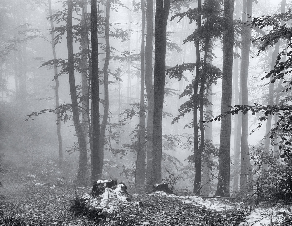 Фотографія Туманний ліс / Віталій Ра / photographers.ua