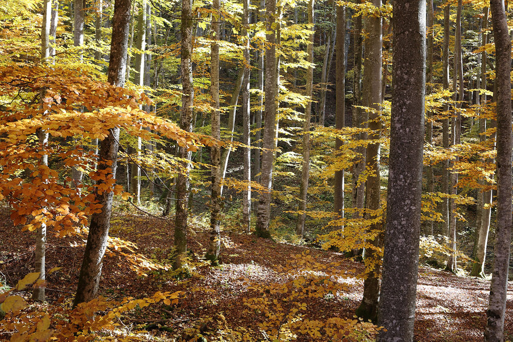 Фотографія Буковий ліс / Віталій Ра / photographers.ua