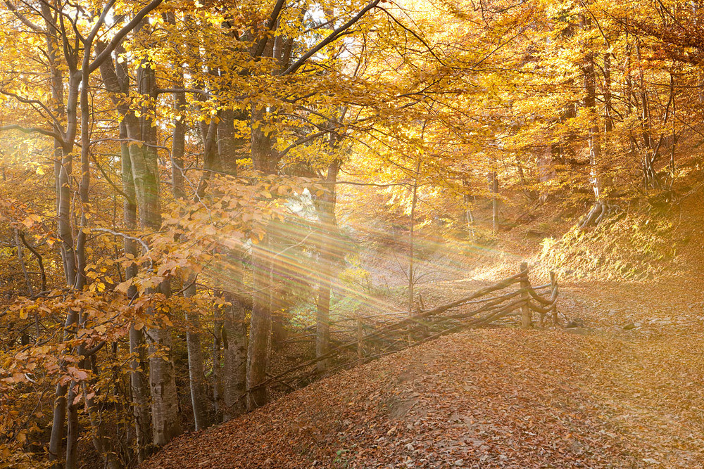 Фотографія Золота осінь / Віталій Ра / photographers.ua