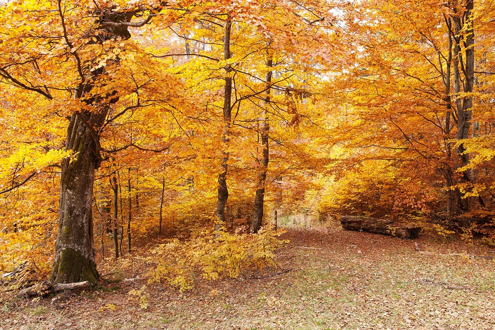 Фотографія Буковий ліс восени / Віталій Ра / photographers.ua
