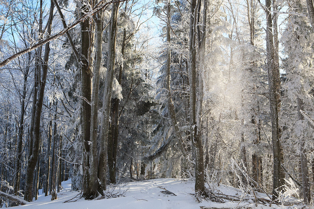 Фотографія Мороз і сонце / Віталій Ра / photographers.ua