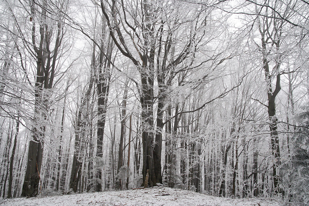Фотографія Магічне дерево / Віталій Ра / photographers.ua