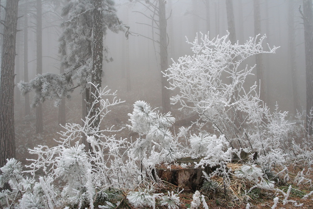 Фотографія Зимові квіти / Віталій Ра / photographers.ua