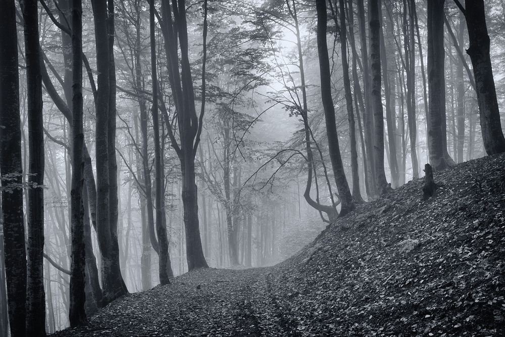 Фотографія "В тёмно-синем лесу..." / Віталій Ра / photographers.ua