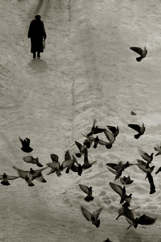 Фотографія "Любов і голуби" / Anastasia Vovk / photographers.ua