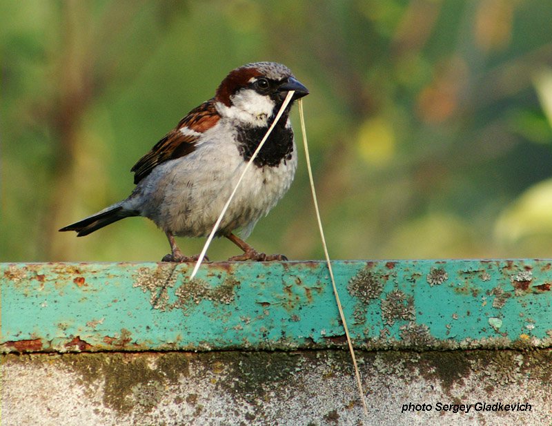 Фотографія Животные / Сергей Гладкевич / photographers.ua