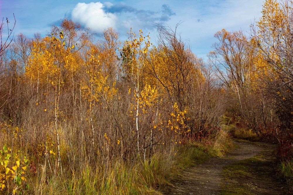 Фотографія золота осінь / Кінчик Юрій / photographers.ua