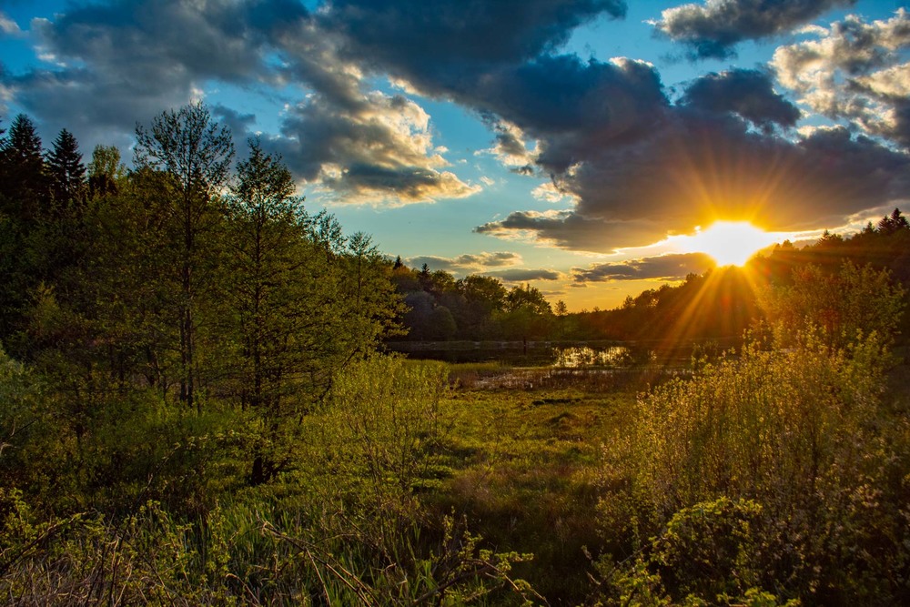 Фотографія Захід сонця в лісі / Кінчик Юрій / photographers.ua