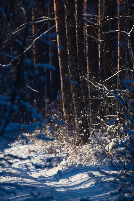 Фотографія Зима, лес / Глеб Усаковский / photographers.ua