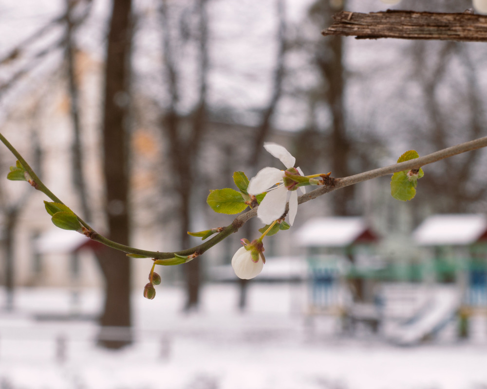 Фотографія На Львівщині сьогодні сніг / Andrii Petrunin / photographers.ua