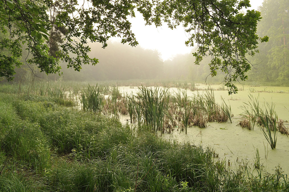 Фотографія Утро на лесном озере / Олександр Єременко / photographers.ua