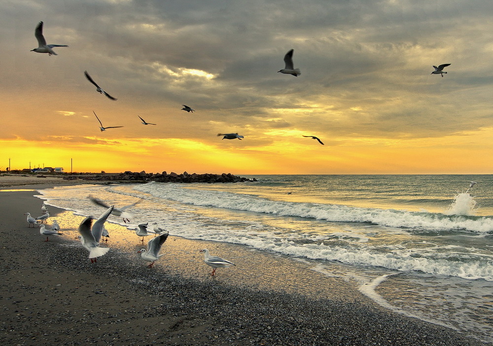 Фотографія Утро с чайками. / Сергей Воскобойник / photographers.ua