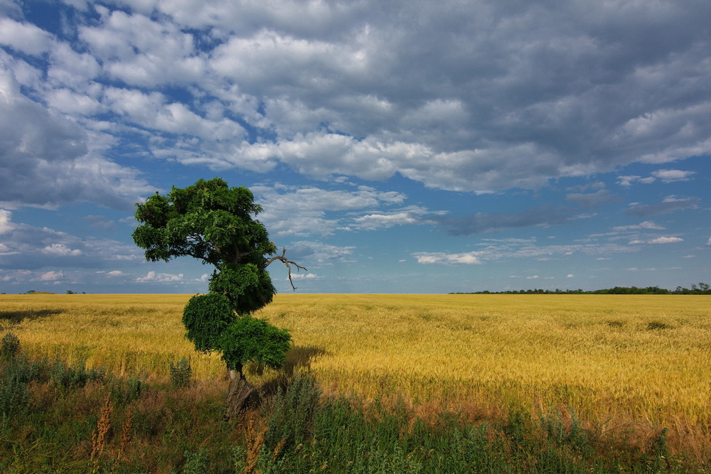 Фотографія Июнь. / Сергей Воскобойник / photographers.ua