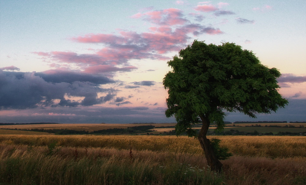 Фотографія Вечер в степи. / Сергей Воскобойник / photographers.ua