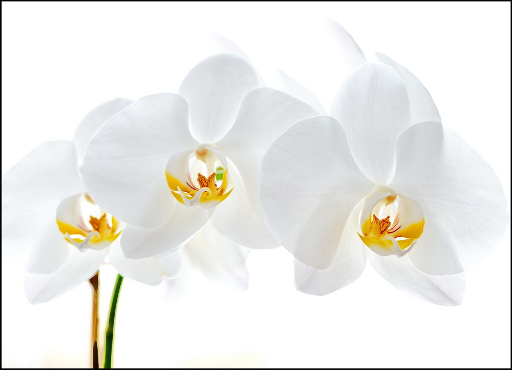 Фотографія Белая орхидея в высоком ключе. / Сергей Воскобойник / photographers.ua