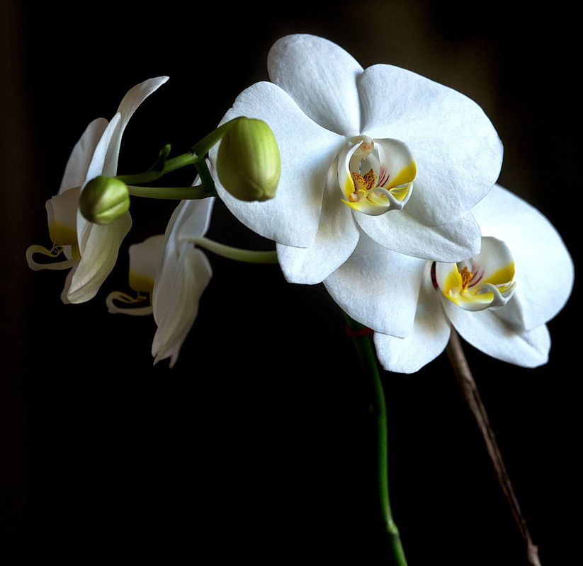 Фотографія Белая орхидея. / Сергей Воскобойник / photographers.ua