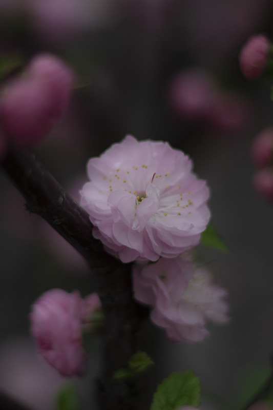 Фотографія A Flower / Tan Nguyen / photographers.ua