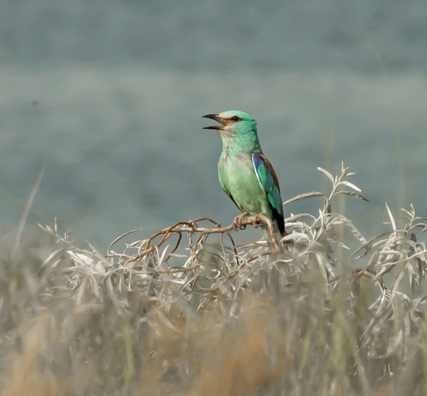 Фотографія Сиворакша | Eurasian roller | Coracias garrulus | Сизоворонка / Владислав Молодід / photographers.ua