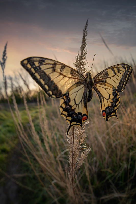 Фотографія Махаон / Andrii Zhyla / photographers.ua