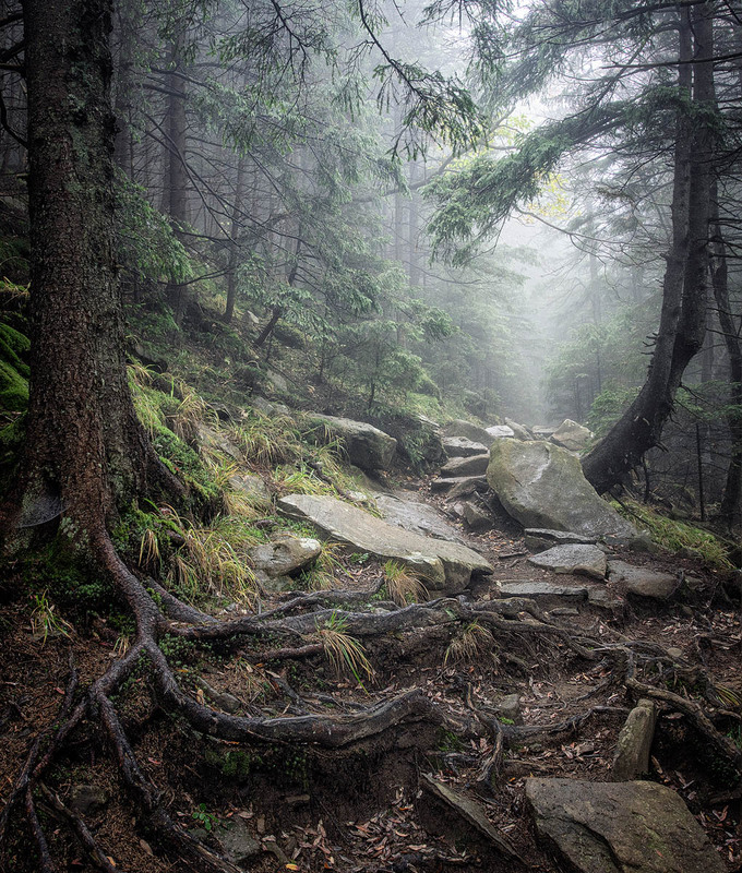 Фотографія Карпатський ліс / Andrii Zhyla / photographers.ua