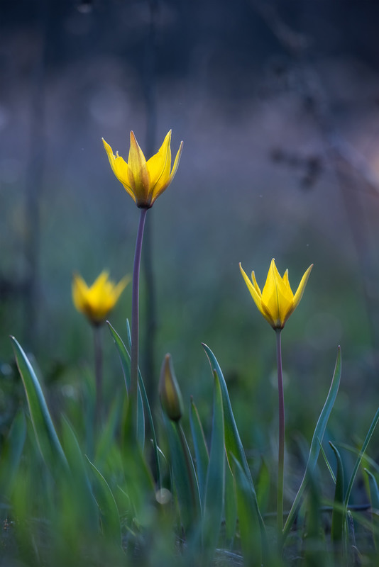 Фотографія Весна в Самарському лісi / Andrii Zhyla / photographers.ua