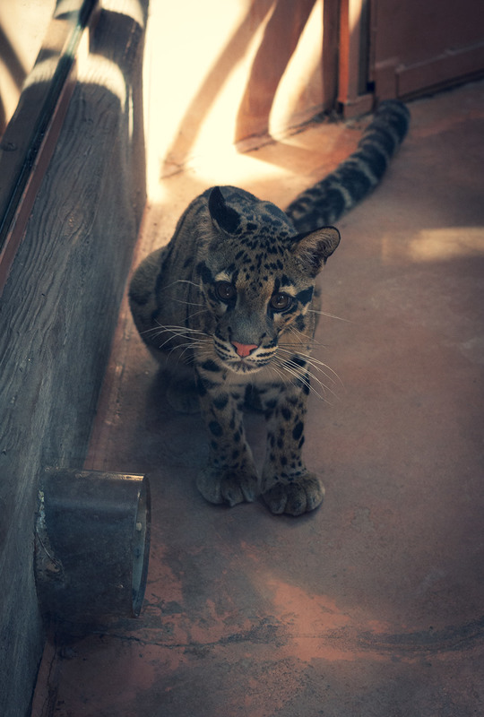 Фотографія Димчастий леопард, зоопарк "12 місяців" / Evgenia / photographers.ua