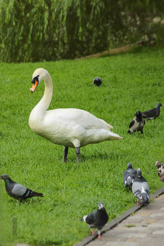 Фотографія 6316 (june 2025) Cygnus olor / Alius / photographers.ua