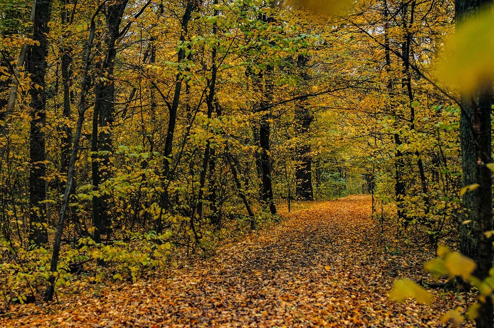 Фотографія 2007 (october 2025) / Alius / photographers.ua