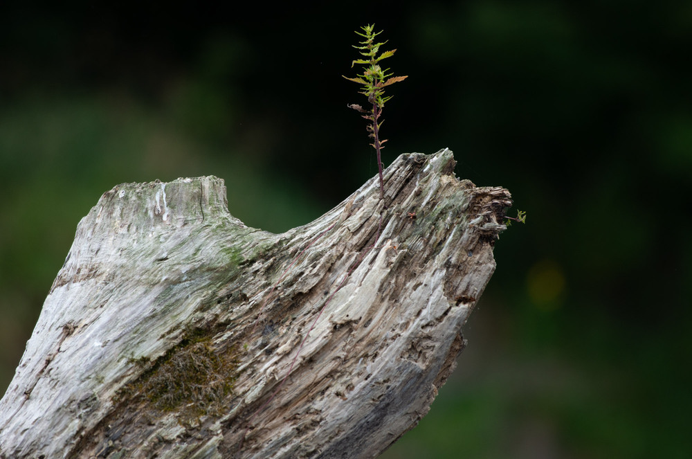 Фотографія Життя починається знов / Арсеній Хоменко / photographers.ua