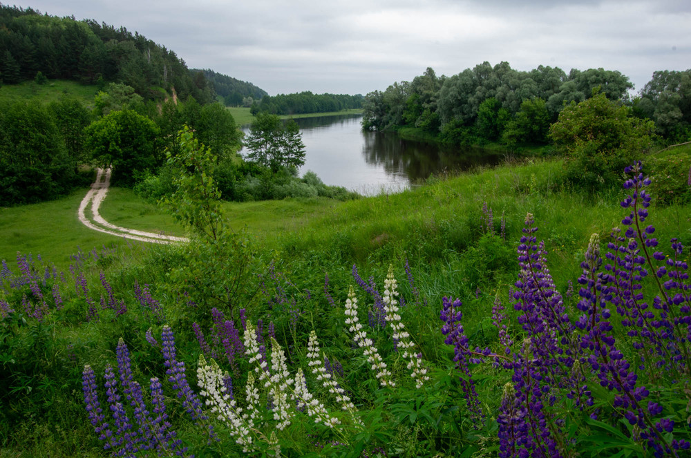 Фотографія Весняна Десна та люпини / Арсеній Хоменко / photographers.ua