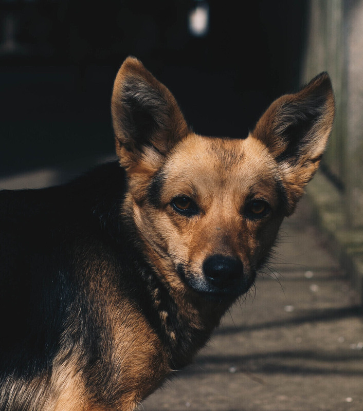 Фотографія Собака / Остап Гишка / photographers.ua